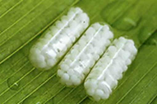 Медикаменты помогут от стресса Медикаменты помогут от стресса