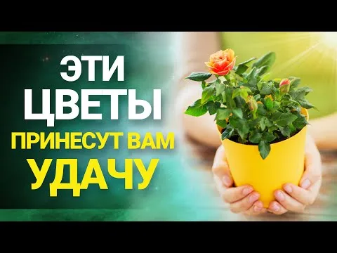 Нажми и смотри