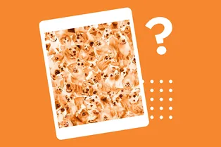 Найдите корги среди десятков собак: тест-минутка на внимательность