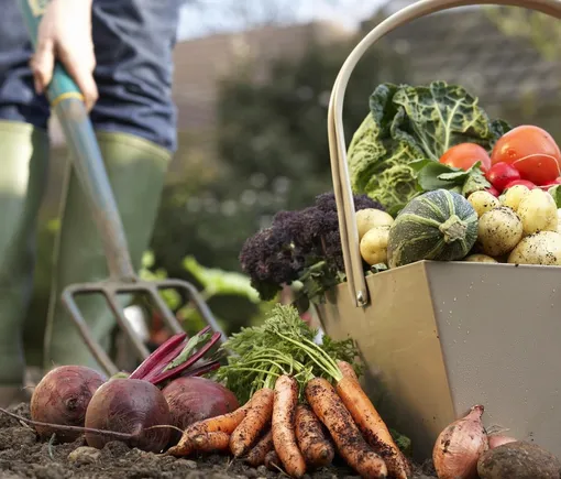 Лунный посевной календарь садовода и огородника на неделю с 8 по 14 августа 2025 года Лунный посевной календарь садовода и огородника на неделю с 8 по 14 августа 2025 года