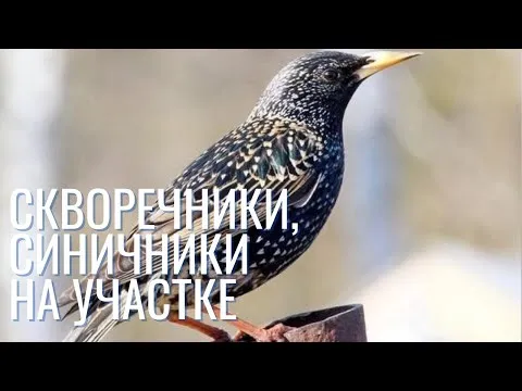 Нажми и смотри