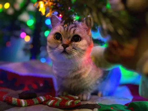 4 шага по подготовке к Новому году, которые нужно сделать уже сейчас, и кот