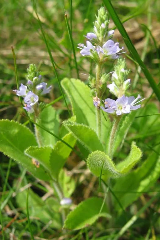 Вероника неприхотлива в уходе Вероника неприхотлива в уходе
