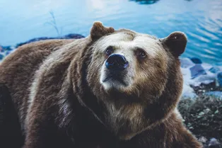 «Может, пивка?»: огромный гризли заглянул к фотографу на огонёк