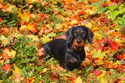 Такса Такса