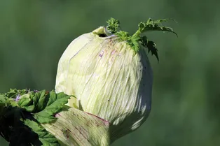 Россиян заставят платить за уничтожение борщевика на заброшенных дачах Россиян заставят платить за уничтожение борщевика на заброшенных дачах