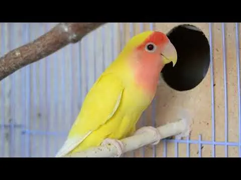 Нажми и смотри