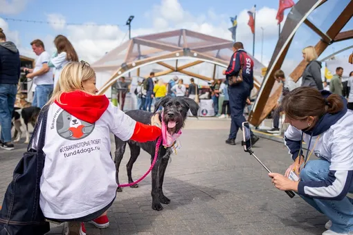 фестиваль «собаки, которые любят» фестиваль «собаки, которые любят»