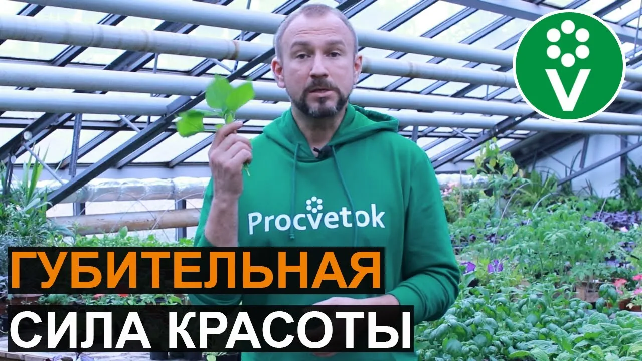 Нажми и смотри Нажми и смотри