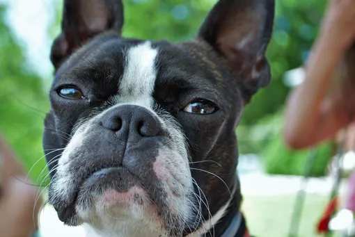 бостон терьер спас девочку