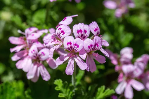 герань герань