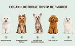 Без шерсти и запаха псины в квартире: 8 пород собак, которые не линяют и почти не пахнут Без шерсти и запаха псины в квартире: 8 пород собак, которые не линяют и почти не пахнут