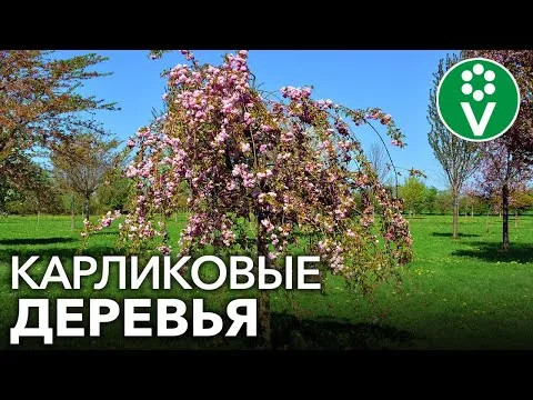 Нажми и смотри
