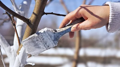 Садовые работы в октябре