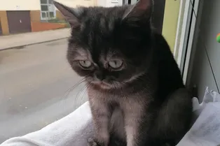 Слишком уродливая, чтобы найти дом: девушка забрала из приюта мрачную кошку Слишком уродливая, чтобы найти дом: девушка забрала из приюта мрачную кошку