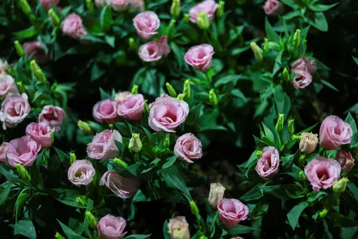 как вырастить эустому из семня как вырастить эустому из семня