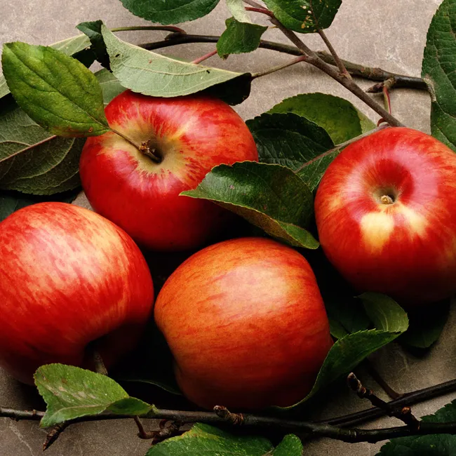 5 секретов, чтобы всегда быть с урожаем яблок