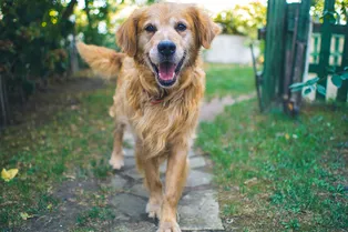 Как предотвратить появление блох у собак с помощью домашних средств