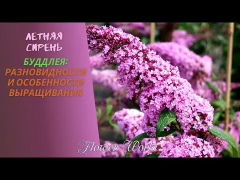 Нажми и смотри