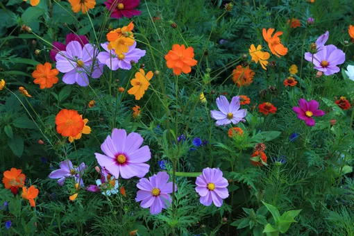 7 цветущих растений, обожающих песчаную почву