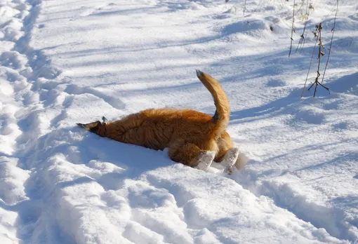 Нюх в снегу: 6 игр nose work с собакой для улицы и дома