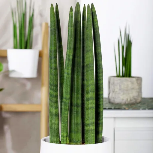 Сансевиерия цилиндрика