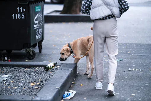 Лабрадор-эколог Лабрадор-эколог
