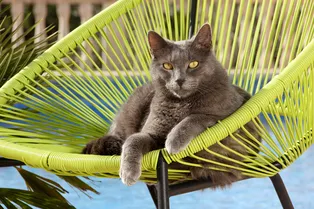 Ротанг трескается, дерево гниет, а пластик уносит ветром — какое садовое кресло лучше всего купить на дачу