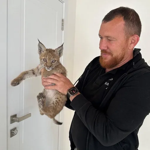 Александр назвал рысёнка Кирой Александр назвал рысёнка Кирой