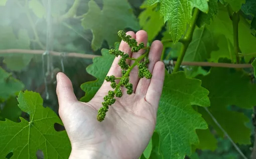 Прореживание гроздей винограда Прореживание гроздей винограда