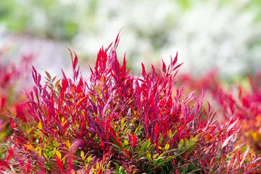 Красные листья нандины, или священного бамбука Красные листья нандины, или священного бамбука