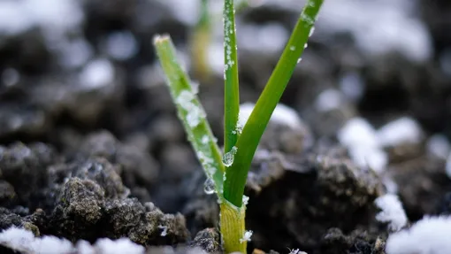 Ждём +10°C в почве, а не в прогнозе погоды