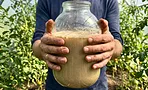 Как я подкормил томаты дрожжами и что из этого вышло — личный опыт редактора Как я подкормил томаты дрожжами и что из этого вышло — личный опыт редактора