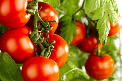 Томаты будут плодоносить до осени: рабочая подкормка из банановой кожуры и дрожжей