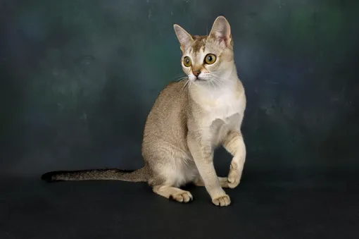 Сингапурская кошка Какие кошки не линяют: 10 пород с фото и советы по уходу
