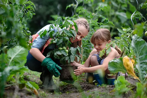 Лунный посевной календарь садовода и огородника на июль 2022 года Лунный посевной календарь садовода и огородника на июль 2022 года