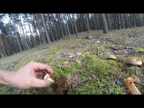 Нажми и смотри