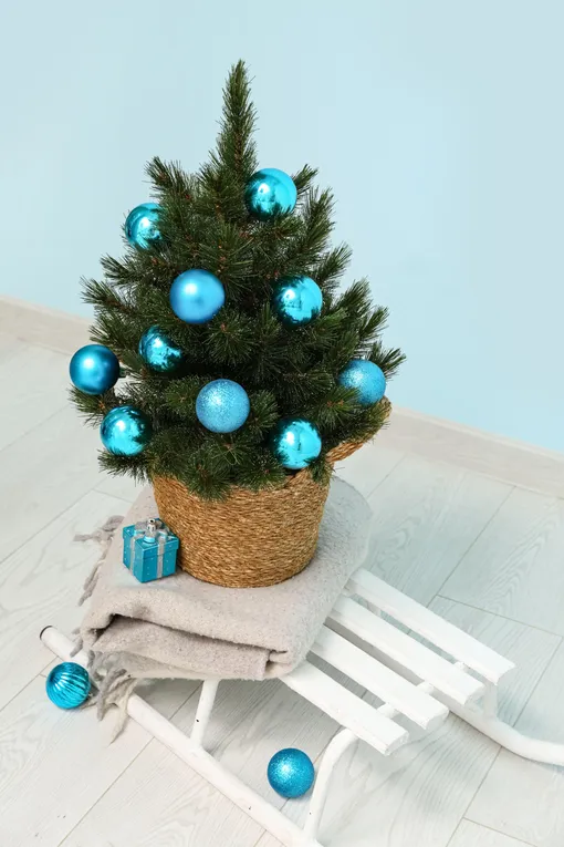 елка в горшке