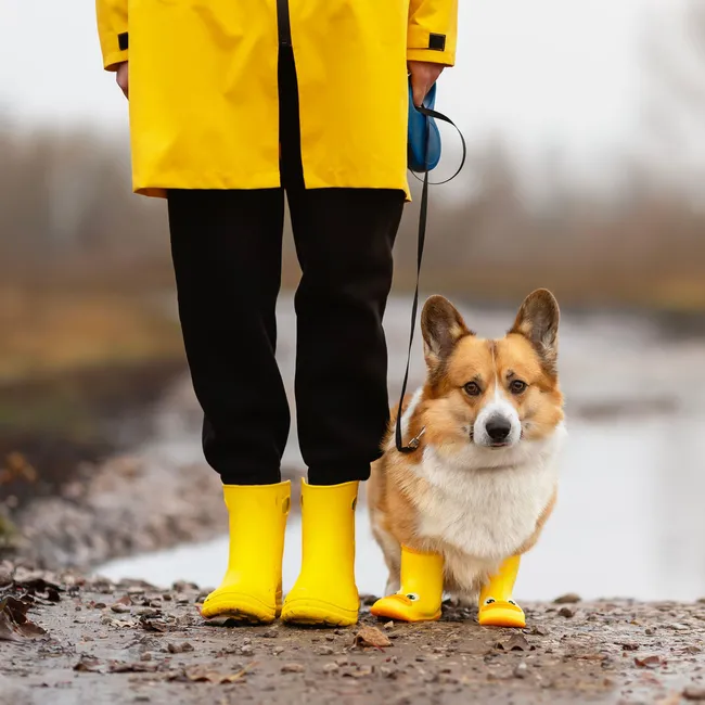 Грязь, лужи, таяние: 5 решений, как сохранить чистой собаку и квартиру