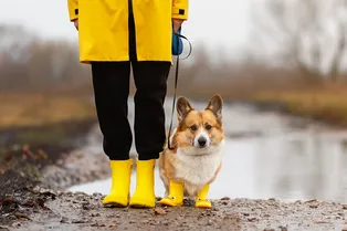 Грязь, лужи, таяние: 5 решений, как сохранить чистой собаку и квартиру