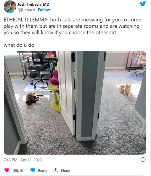 как позаботиться о кошке как позаботиться о кошке