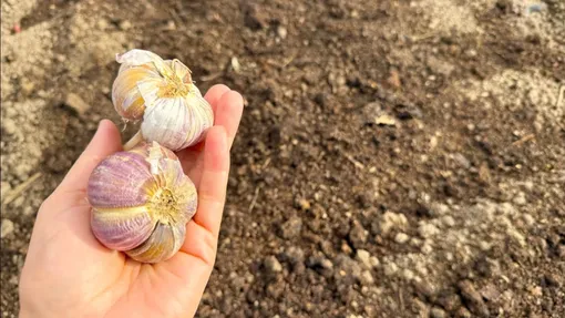 Проверяем жизнеспособность без повреждений