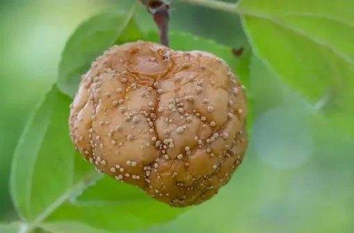 Плодовая гниль яблок проявляется в виде коричневых пятен, которые быстро распространяются по поверхности плода. На кожице образуются светлые бородавки, содержащие споры гриба. Яблоки гниют, опадают или высыхают на дереве. Болезнь легко распространяется, особенно во влажную погоду и через повреждённые плоды. Плодовая гниль яблок проявляется в виде коричневых пятен, которые быстро распространяются по поверхности плода. На кожице образуются светлые бородавки, содержащие споры гриба. Яблоки гниют, опадают или высыхают на дереве. Болезнь легко распространяется, особенно во влажную погоду и через повреждённые плоды.