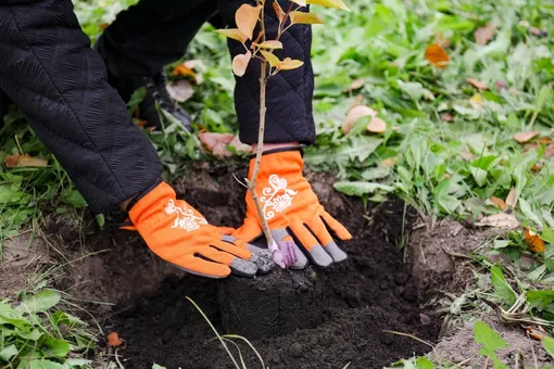 урожай тыкв, кабачков, яблок