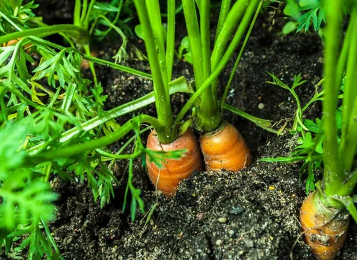 Как ухаживать за морковью в июне Как ухаживать за морковью в июне