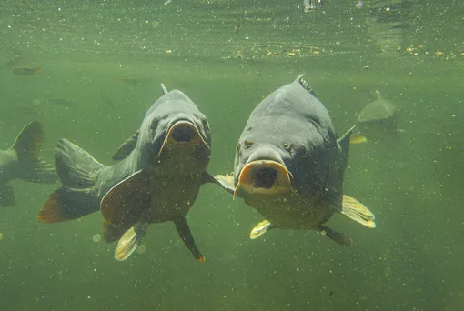 Жительница Кузбасса развела карпов в затопленном подвале дома Жительница Кузбасса развела карпов в затопленном подвале дома