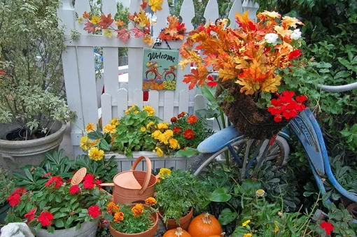 Работы для цветоводов в октябре