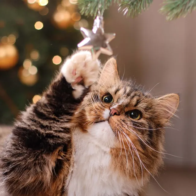 Я живу с кошкой — и вот как я украсил дом к Новому году, чтобы она не разрушила всё