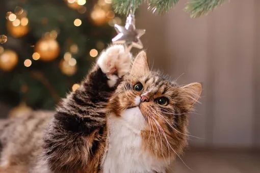 Я живу с кошкой — и вот как я украсил дом к Новому году, чтобы она не разрушила всё Я живу с кошкой — и вот как я украсил дом к Новому году, чтобы она не разрушила всё