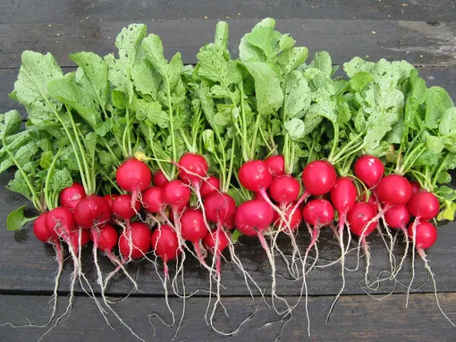 Какие условия должны быть соблюдены для успешного посева редиса в сентябре